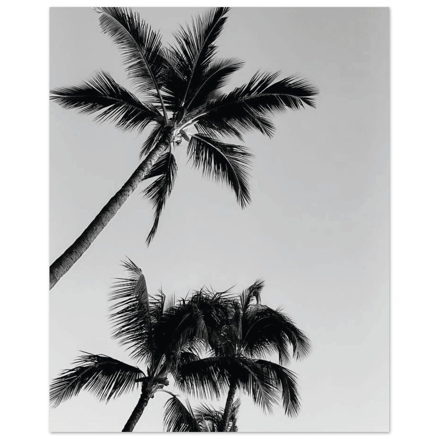 Schwarz-Weiß - elevenprints